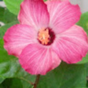 Meet your Posher, Kristin